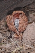  ( - AAC5958)  @11 [ ] CreativeCommons - Attribution (2018) Nicolás Rocamundi IMBIV