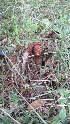  ( - AAC5972)  @11 [ ] CreativeCommons - Attribution (2018) Nicolás Rocamundi IMBIV