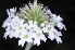  (Glandularia santiaguensis - AAC6201)  @11 [ ] CreativeCommons - Attribution (2018) AA Cocucci IMBIV