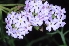  (Junellia hookeriana - AAC6205)  @11 [ ] CreativeCommons - Attribution (2018) AA Cocucci IMBIV