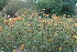  ( - CG2Famatina)  @11 [ ] CreativeCommons - Attribution Share-Alike (2021) Unspecified Universidad Nacional de Cordoba, Museo Botanico