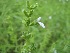  (Salvia reflexa - CORD556950)  @11 [ ] CreativeCommons - Attribution (2018) Federico Sazatornil IMBIV
