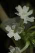  (Glandularia platensis - MED1)  @11 [ ] CreativeCommons - Attribution (2018) ME Drewniak IMBIV