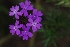  (Glandularia dissecta - MED10)  @11 [ ] CreativeCommons - Attribution (2018) ME Drewniak IMBIV