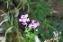  ( - MED11)  @11 [ ] CreativeCommons - Attribution (2018) ME Drewniak IMBIV