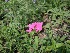  (Glandularia x hybrida - MED13)  @11 [ ] CreativeCommons - Attribution (2018) ME Drewniak IMBIV