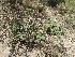  (Lippia - MED14)  @11 [ ] CreativeCommons - Attribution (2018) ME Drewniak IMBIV
