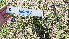  (Verbena intermedia - MED20)  @11 [ ] CreativeCommons - Attribution (2018) ME Drewniak IMBIV