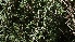  ( - MED27)  @11 [ ] CreativeCommons - Attribution (2018) ME Drewniak IMBIV