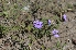  (Glandularia venturii - MED3)  @11 [ ] CreativeCommons - Attribution (2018) ME Drewniak IMBIV