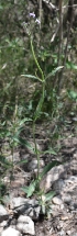  (Verbena litoralis - MED31)  @11 [ ] CreativeCommons - Attribution (2018) ME Drewniak IMBIV