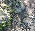  (Verbena montevidensis - MED32)  @11 [ ] CreativeCommons - Attribution (2018) ME Drewniak IMBIV