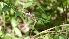  (Lantana megapotamica - MED33)  @11 [ ] CreativeCommons - Attribution (2018) ME Drewniak IMBIV