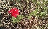  (Glandularia peruviana - MED5)  @11 [ ] CreativeCommons - Attribution (2018) ME Drewniak IMBIV