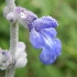  (Salvia calolophos - SBV2)  @11 [ ] CreativeCommons - Attribution (2018) Federico Sazatornil IMBIV
