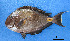  (Acanthurus monroviae - CAB204)  @11 [ ] copyright (2022) KOUAME N'GUESSAN EMMANUEL Universite Nangui Abrogoua