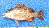  ( - CABD9-06)  @11 [ ] copyright © (2024) Philippe BÉAREZ Muséum national d'histoire naturelle