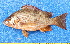  ( - CABD9-07)  @11 [ ] copyright © (2024) Philippe BÉAREZ Muséum national d'histoire naturelle