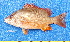  ( - CABD9-08)  @11 [ ] copyright © (2024) Philippe BÉAREZ Muséum national d'histoire naturelle