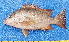  ( - CABD9-09)  @11 [ ] copyright © (2024) Philippe BÉAREZ Muséum national d'histoire naturelle