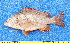  ( - CABD9-10)  @11 [ ] copyright © (2024) Philippe BÉAREZ Muséum national d'histoire naturelle