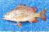  ( - CABD9-11)  @11 [ ] copyright © (2024) Philippe BÉAREZ Muséum national d'histoire naturelle