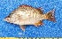  ( - CABD9-12)  @11 [ ] copyright © (2024) Philippe BÉAREZ Muséum national d'histoire naturelle