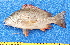  ( - CABD9-13)  @11 [ ] copyright © (2024) Philippe BÉAREZ Muséum national d'histoire naturelle