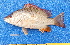  ( - CABD9-14)  @11 [ ] copyright © (2024) Philippe BÉAREZ Muséum national d'histoire naturelle