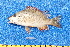  ( - CABD9-15)  @11 [ ] copyright © (2024) Philippe BÉAREZ Muséum national d'histoire naturelle