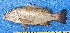  ( - CABD9-16)  @11 [ ] copyright © (2024) Philippe BÉAREZ Muséum national d'histoire naturelle