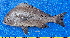  ( - CABD9-20)  @11 [ ] copyright © (2024) Philippe BÉAREZ Muséum national d'histoire naturelle