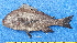  ( - CABD9-21)  @11 [ ] copyright © (2024) Philippe BÉAREZ Muséum national d'histoire naturelle