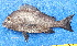  ( - CABD9-22)  @11 [ ] copyright © (2024) Philippe BÉAREZ Muséum national d'histoire naturelle