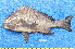  (Plectorhinchus mediterraneus - CABD9-23)  @11 [ ] copyright © (2024) Philippe BÉAREZ Muséum national d'histoire naturelle