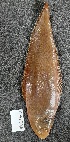  (Cynoglossus monodi - CAS009)  @11 [ ] copyright (2022) KOUAME N'GUESSAN EMMANUEL Universite Nangui Abrogoua
