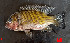  (Coptodon guineensis - CFH016)  @11 [ ] copyright (2022) OWO Nicolas Roland Universite Nangui Abrogoua