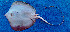  ( - CFR007R)  @11 [ ] copyright © (2023) Carine Adous University Nangui Abrogoua