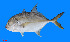  ( - CFRCO017)  @11 [ ] copyright © (2023) Nicolas Roland Owo University Nangui Abrogoua