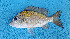  (Tylochromis intermedius - CFRCO080)  @11 [ ] copyright © (2023) Nicolas Roland Owo University Nangui Abrogoua