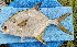  ( - CFRCO098)  @11 [ ] copyright © (2023) Nicolas Roland Owo University Nangui Abrogoua