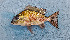  (Tylochromis jentinki - CFRCO115)  @11 [ ] copyright © (2023) Nicolas Roland Owo University Nangui Abrogoua