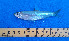  ( - CFRCO817)  @11 [ ] copyright © (2025) Nicolas Roland OWO University Nangui Abrogoua
