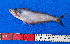  (Schilbe mandibularis - CFRCO819)  @11 [ ] copyright © (2025) Nicolas Roland OWO University Nangui Abrogoua