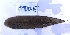  (Cynoglossus senegalensis - CMD015)  @11 [ ] copyright (2022) KOUAME N'GUESSAN EMMANUEL Universite Nangui Abrogoua