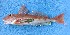  (Chelidonichthys gabonensis - CPB032)  @11 [ ] copyright © (2023) Emmanuel Nguessan Kouame University Nangui Abrogoua