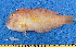  ( - CPB9-05)  @11 [ ] copyright © (2024) Philippe BÉAREZ Muséum national d'histoire naturelle