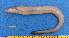  ( - CPB9-10)  @11 [ ] copyright © (2024) Philippe BÉAREZ Muséum national d'histoire naturelle