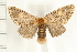  ( - IM07-0134)  @14 [ ] CreativeCommons - Attribution (2008) Unspecified Centre for Biodiversity Genomics