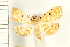  ( - IM07-0161)  @13 [ ] CreativeCommons - Attribution (2008) Unspecified Centre for Biodiversity Genomics